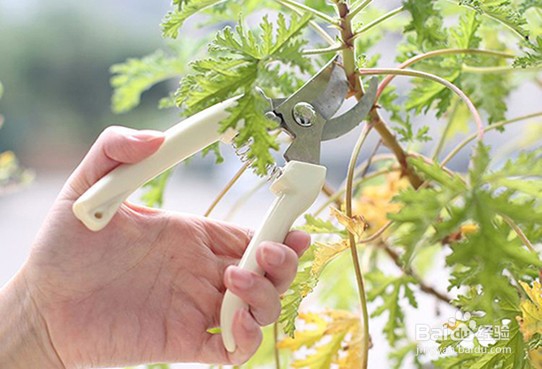 洋甘菊鲜花枝头蔫吧了怎么进行急救处理？