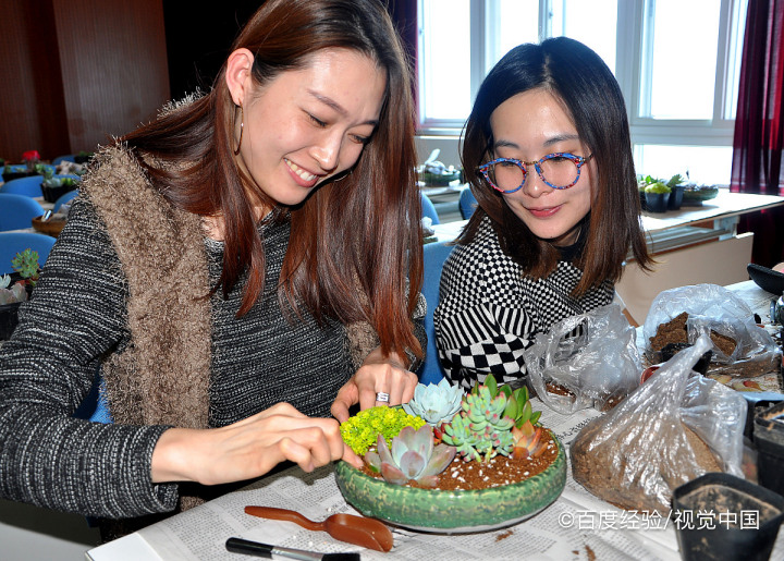 多肉发芽后小苗怎么养