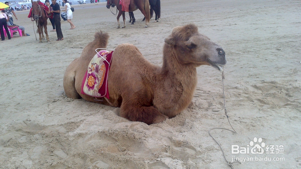 懒人有绝招：[3]食疗丰胸