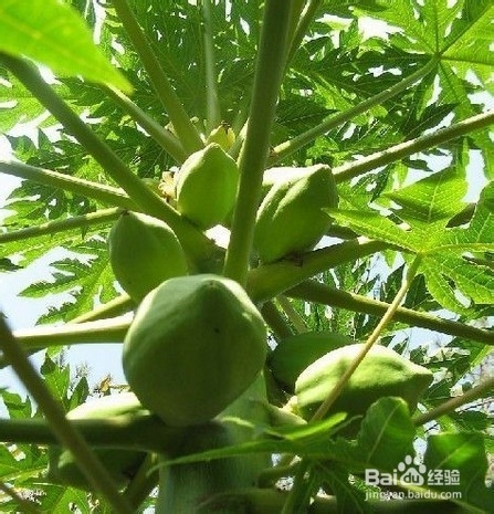吃木瓜有什么好处