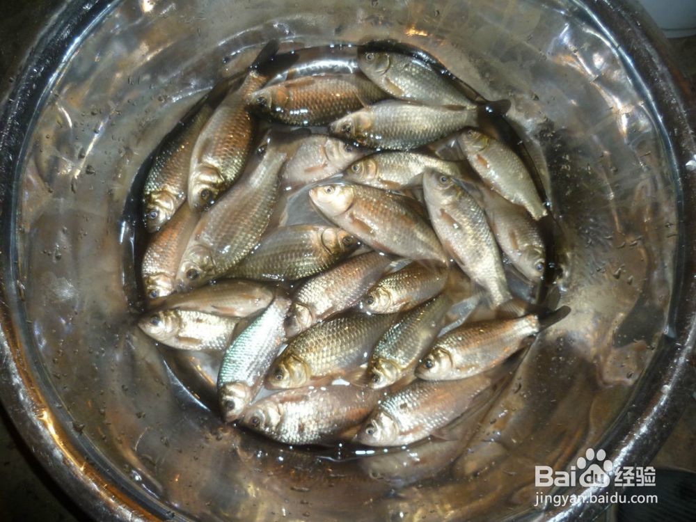 春天钓鲫鱼技巧，渔获翻一倍