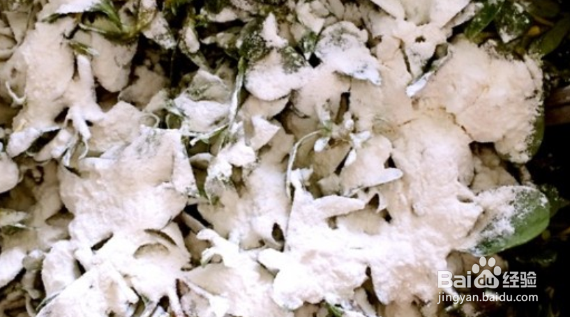 马齿苋素馅怎么做好吃