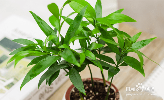 竹柏叶子干枯怎么补救