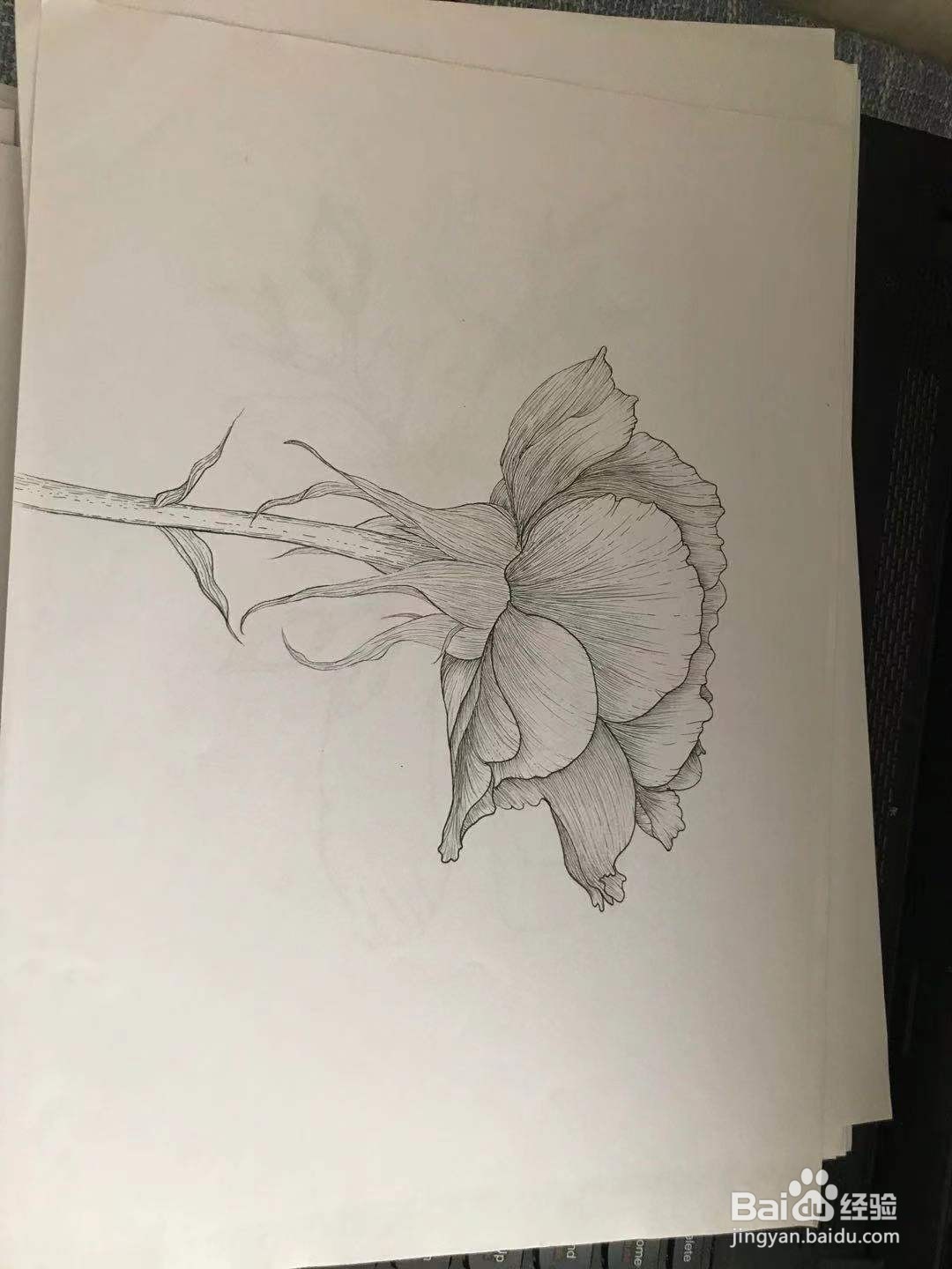 两朵玫瑰花绘画教程