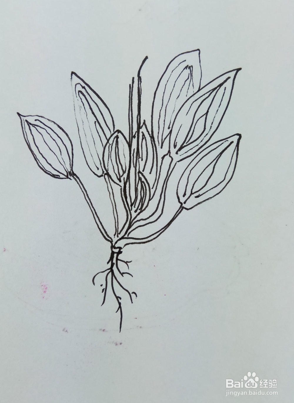 怎样画简笔画“车前草”？