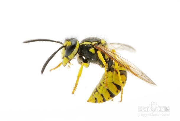 被蜂子蛰了怎么消肿