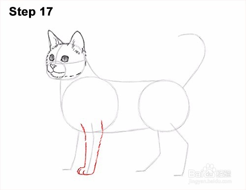 如何画一只猫(孟加拉)——加菲的吃货生活