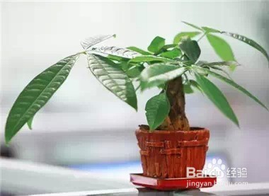 家里常养这些植物 身体会越来越棒