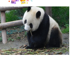 如何写好小学英语作文第四课:animal