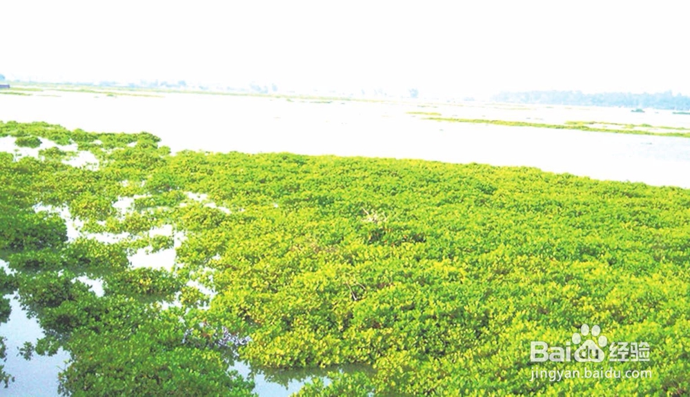 榄钱烘干机的烘干时间计算及烘干系统容量的配置