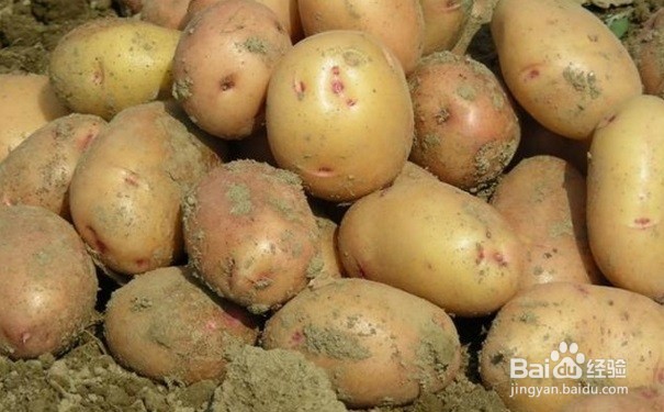 <b>怎样存放土豆不发芽,能存放更长时间呢</b>