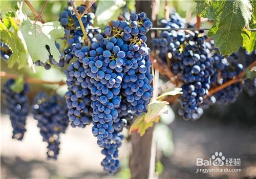 怀孕期间必吃的食物