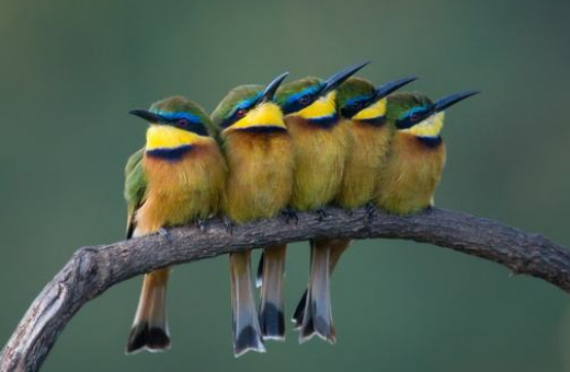 小鸟在唱歌,风儿在树叶间散步仿写拟人句