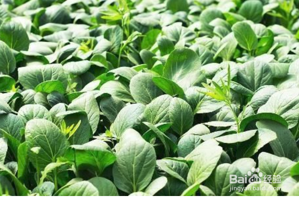 上海青怎么种植?