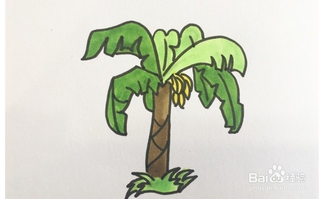 怎么画一棵芭蕉树？