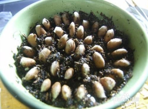教你自制柚子苗盆栽 百度经验 教你自制柚子苗盆栽 百度经验