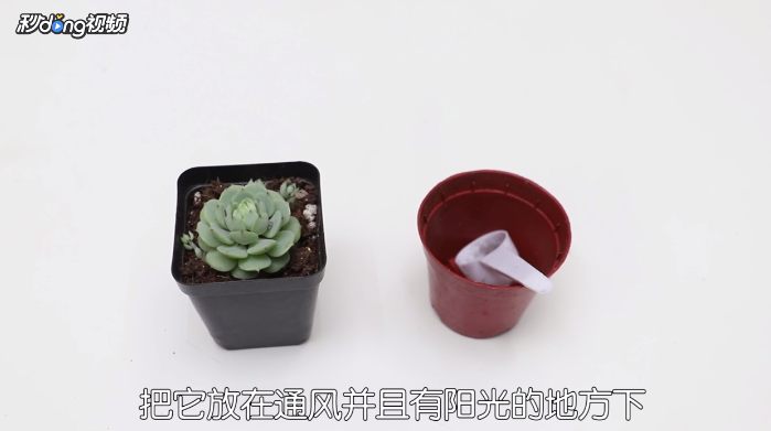 如何养好一盆多肉植物