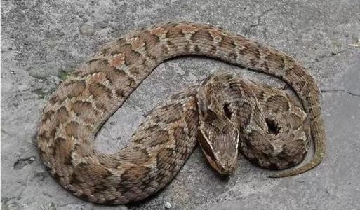 被短尾蝮蛇咬伤后会致人死亡吗