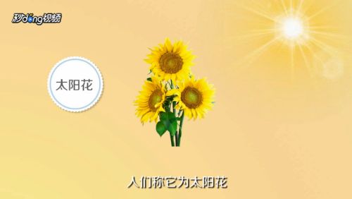 向日葵的寓意是什么 百度经验