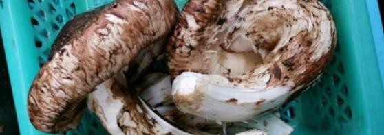 赤松茸怎么洗更干净