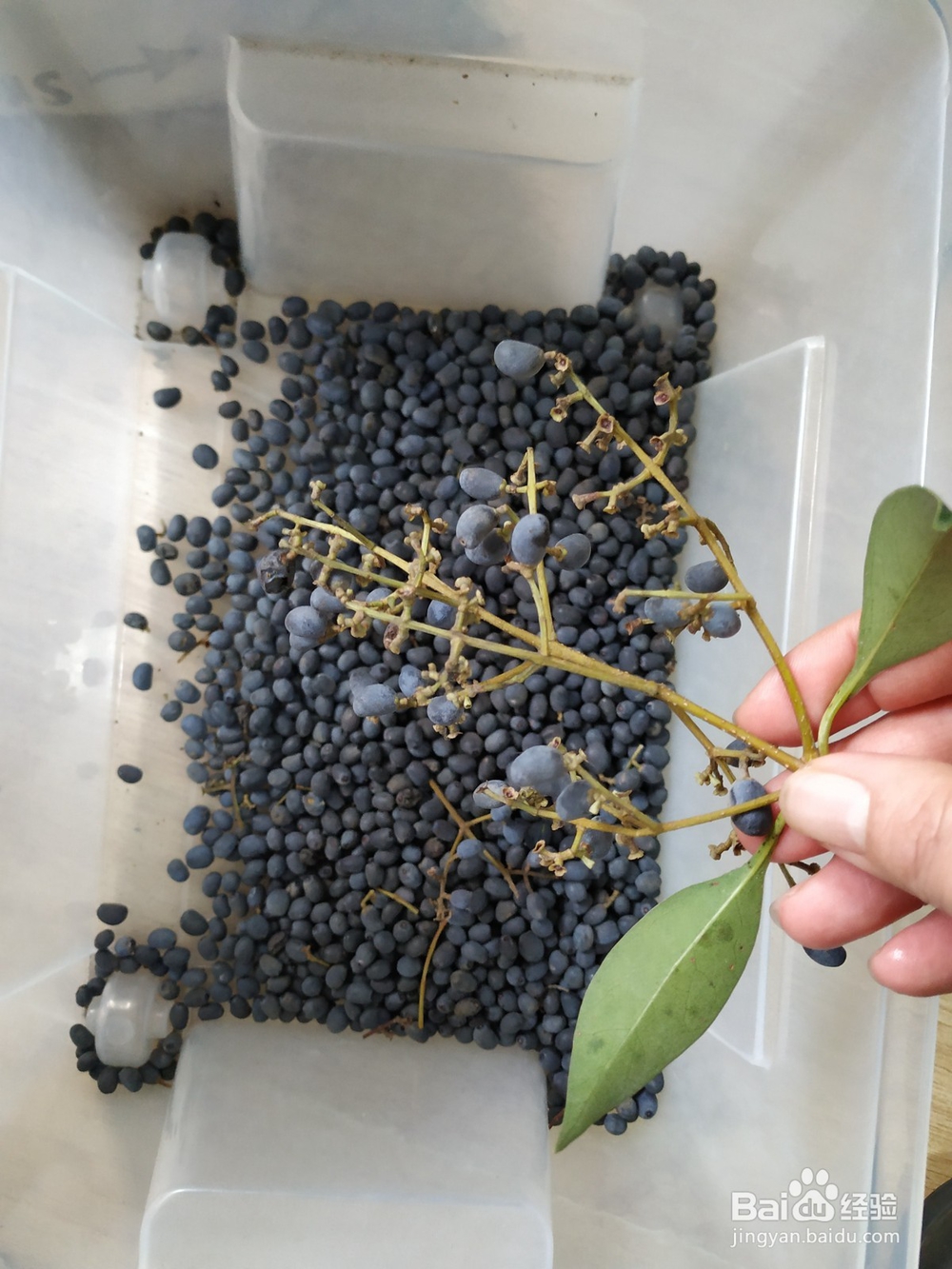 怎样自制女贞子茶？