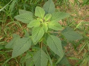 鉴别田间的杂草是草还是宝