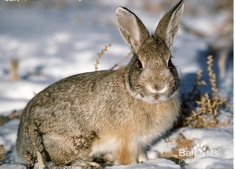 兔子有哪些营养价值