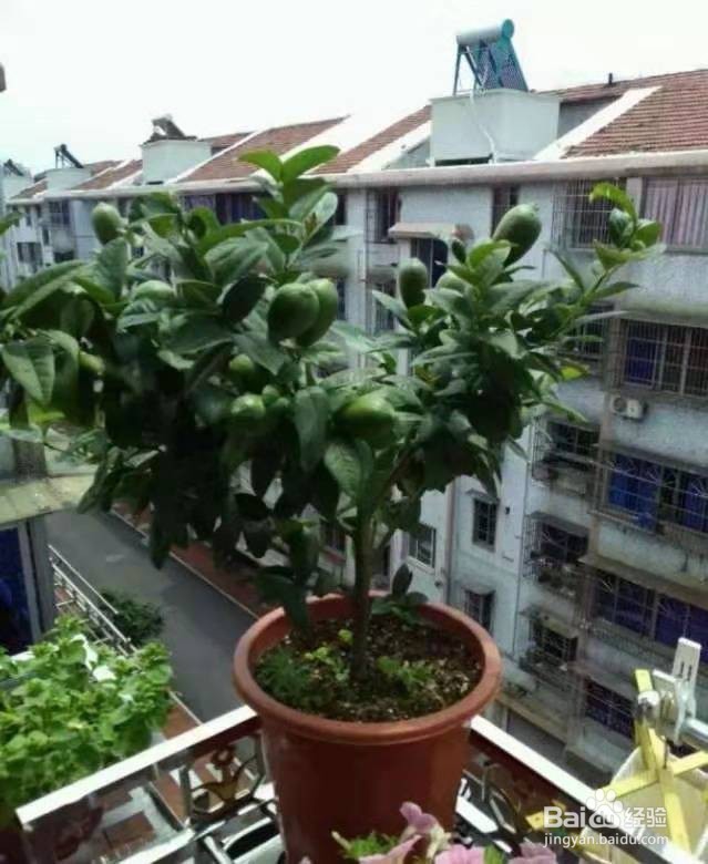 “病菌”不喜欢的“2种花”，养1盆有利于健康！