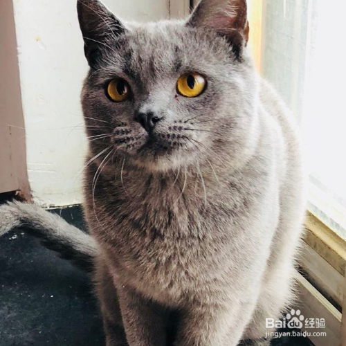 猫咪呕吐黄水怎么办