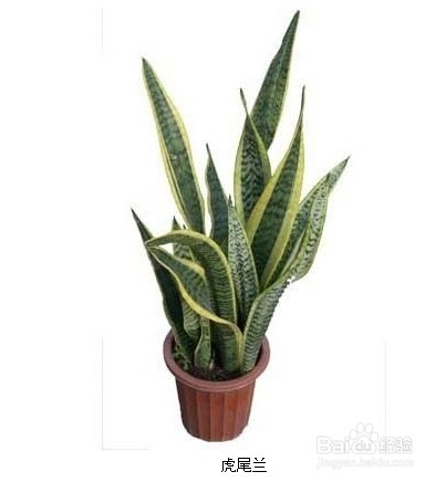 室内植物大全