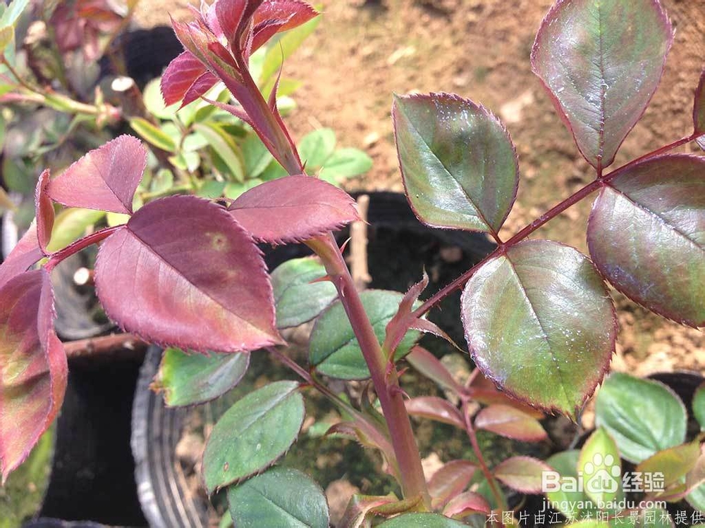 盆栽月季花基地的培育全过程