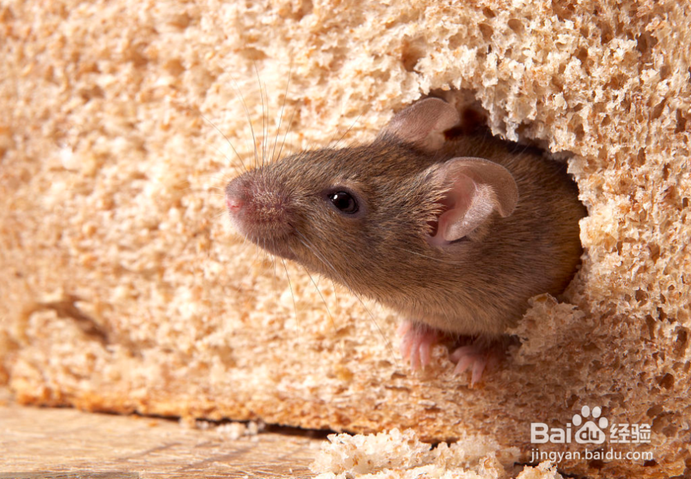 如何在家养只老鼠