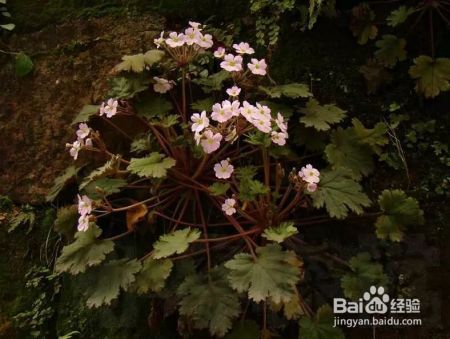 迎春花年年见，但你知道“报春花”吗