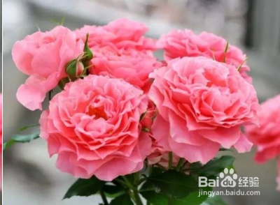 蓝妖：不可错过的经典灌木月季品种介绍