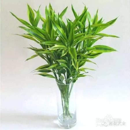 养花8大问题，99%的人都栽在这里