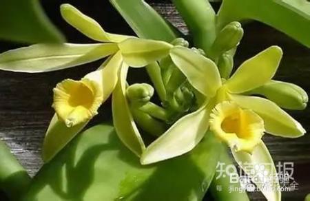 100种兰花品种图鉴，花开瞬间，艳冠群芳！