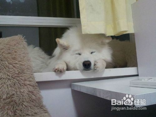 萨摩耶犬日常饲养的正确小技巧是什么