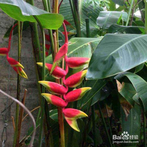 垂花火鸟的养殖方法和养殖技巧