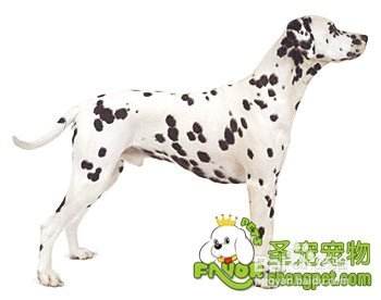为何幼犬疫苗中要有冠状病毒抗原