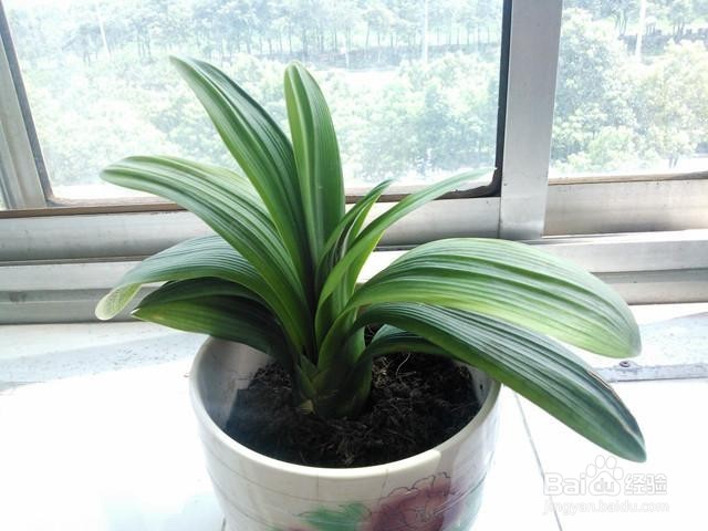 怎样浇灌君子兰