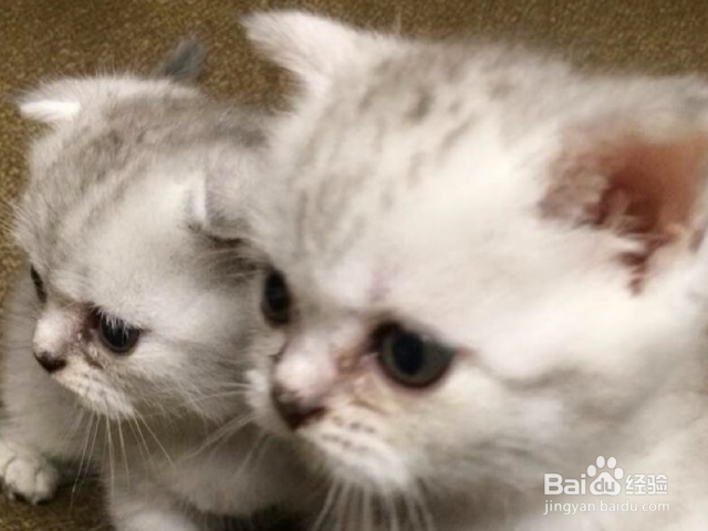 哪些猫适合老年人养?