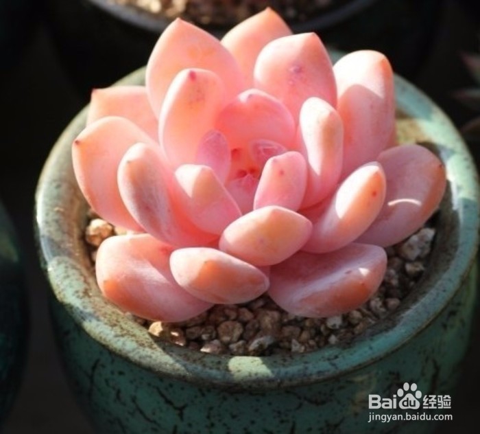 怎么选购多肉植物,什么时候选购多肉较好,