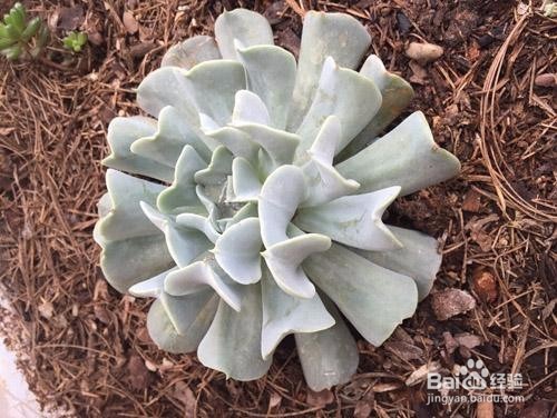 多肉特玉莲怎么养