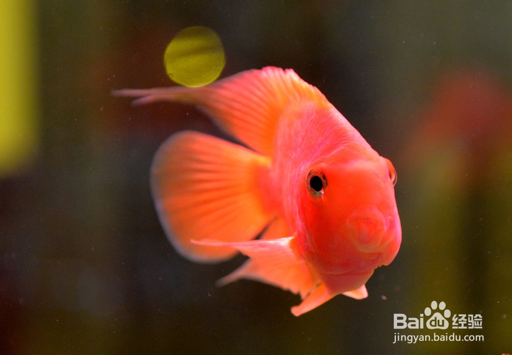 观赏鱼的种类有哪些