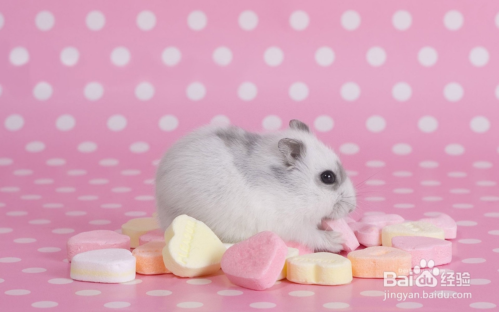 养仓鼠我们要注意些什么呢？