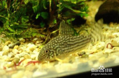 金翅珍珠鼠鱼的繁殖方法