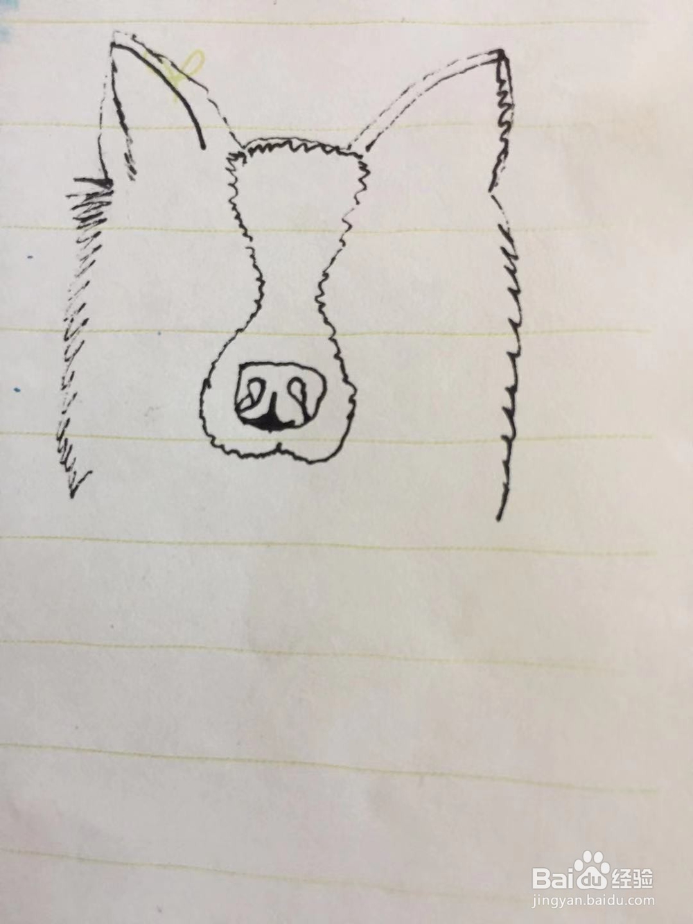 插画教程之边牧犬