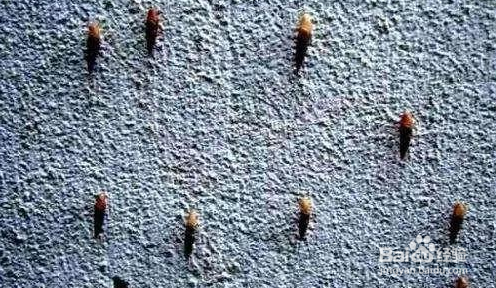 花盆里有好多烟管螺需不需要清除？怎么清除？