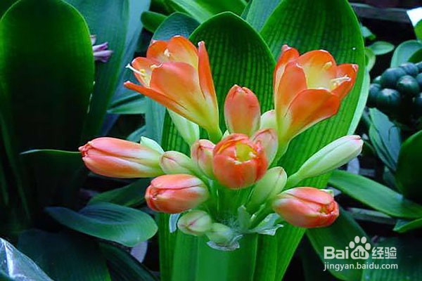 夏季盆栽烂根是什么原因