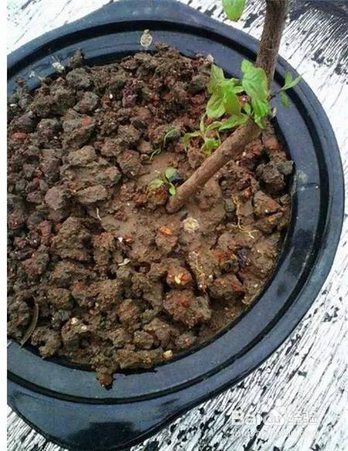 花盆土壤板结的危害以及改善的办法